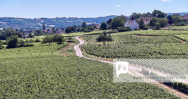 Europa  Frankreich   Bourgogne-Franche-ComtÃ©  Departement  Schloss von Chamirey in Mercurey   Blick auf den Weinberg des Schlosses vom NebengebÃ?ude aus