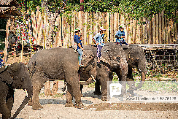 Asia  Thailand  Chiang Mai  Maetaeng Elephant Park
