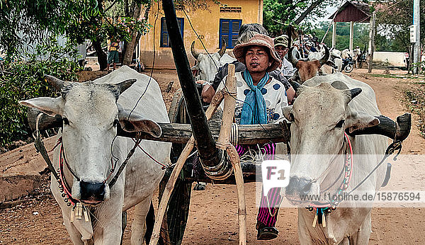 Cambodia  Siem Reap Province. Traditional KAMPONG TRALACH agricultural village  Rural village. ox carts and cows.