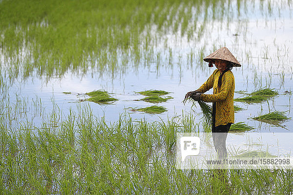 Mekong-Delta. Bäuerin bei der Arbeit in einem Reisfeld. Sie pflanzt Reis um. Can Tho. Vietnam.