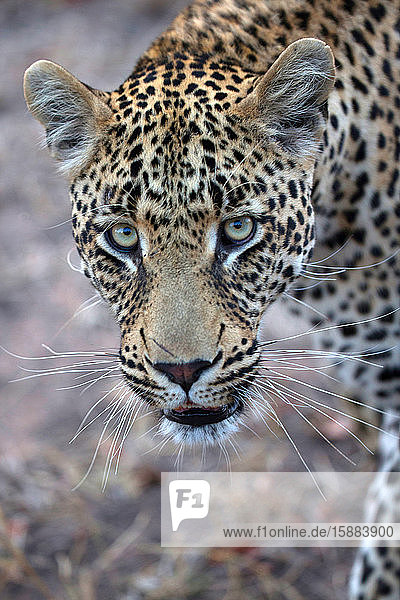 Afrikanischer Leopard (Panthera pardus) in der Savanne. Krüger-Nationalpark. Süd-Afrika.