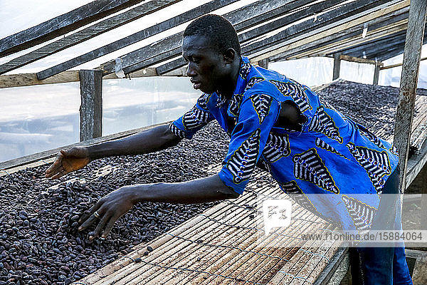 Kakaotrocknung in der Nähe von Agboville  Elfenbeinküste.