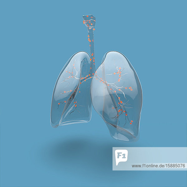 Illustration of human lungs and bronchial tree highlighted on blue background