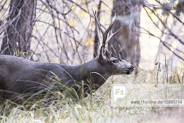Close up of a stag among tall grass and trees.