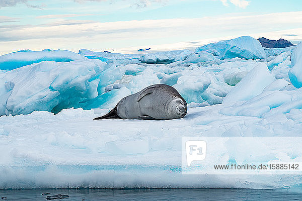 Crabeater Seal (Lobodon carcinophaga) lying on an iceberg in Antarctica.