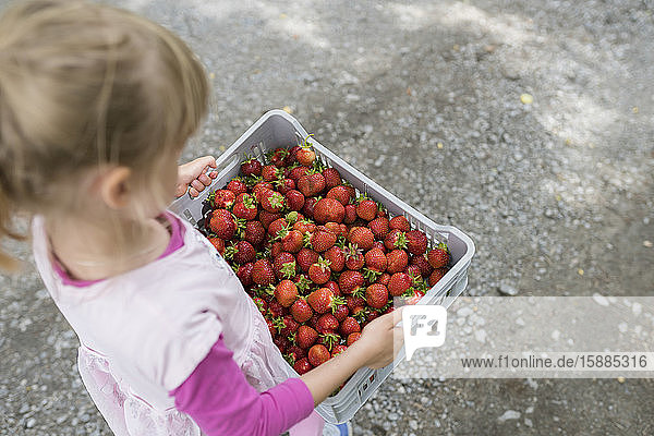 Kleines Mädchen mit Plastikkiste voller Erdbeeren