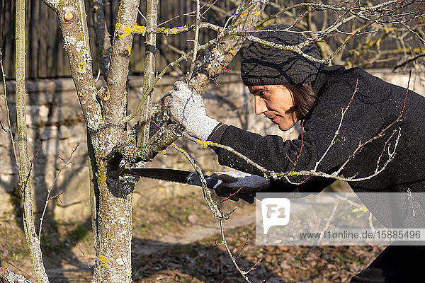 Pruning of tree with handsaw