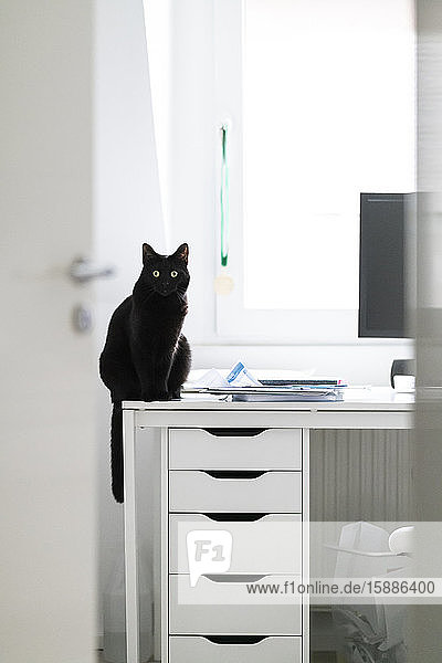 Schwarze Katze sitzt zu Hause auf weißem Schreibtisch