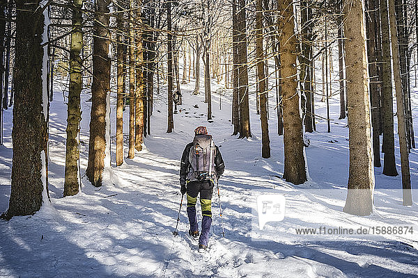 Back view of man hiking in snow-covered forest  Orobie Alps  Lecco  Italy