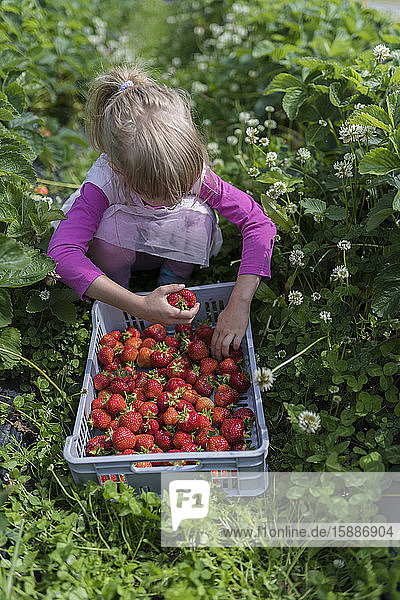 Kleines Mädchen pflückt Erdbeeren auf einem Feld