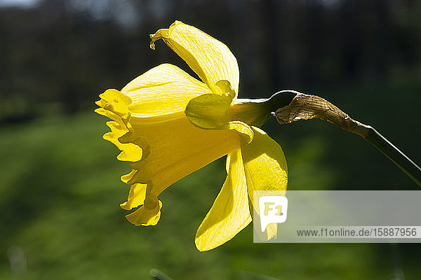 Deutschland  Kopf der im Frühjahr blühenden wilden Narzisse (Narcissus pseudonarcissus)