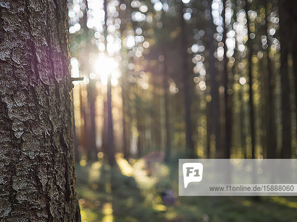 Deutschland  Bayern  Baumstamm im Oberpfälzer Wald