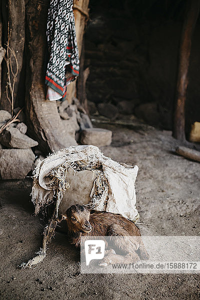 Ziegenkitz  das sich im Dorf zu Hause ausruht  Äthiopien  Central Tigray  Mugulat