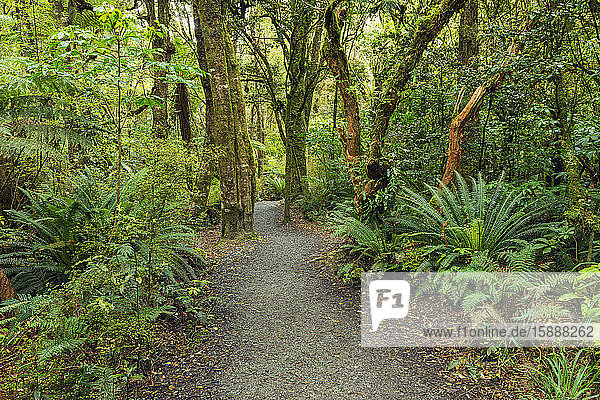New Zealand  Otago  Forest footpath leading to Purakaunui Falls