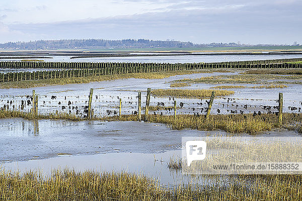 Deutschland  Schleswig-Holstein  Eingezäunte Salzwiese in Wattenmeer-Nationalparks bei Ebbe