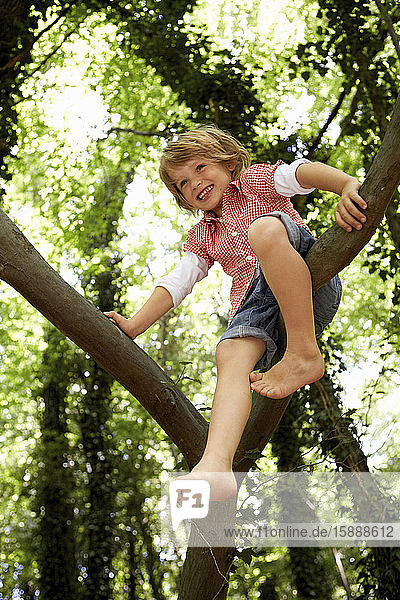 Happy boy climbing tree in forest