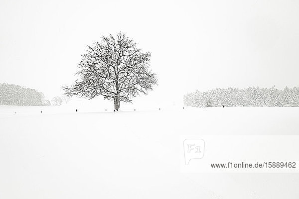 Winterlandschaft mit Einzelbaum