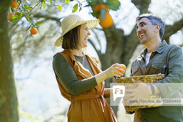 Happy couple picking organic oranges from a tree