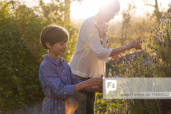 Mutter und Tochter pflücken bei Sonnenuntergang auf dem Land Lavendel