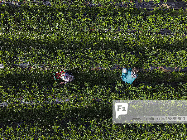 Mutter und Tochter pflücken Erdbeeren auf einem Feld