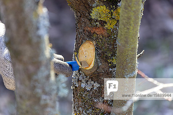 Pruning of trees with cutter