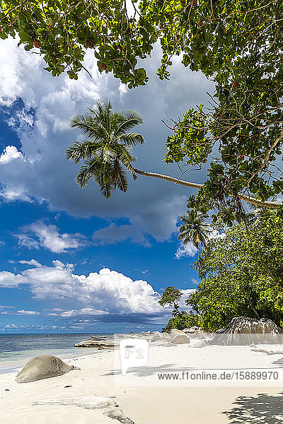 Seychellen  Mahe  Palmen am Beau Vallon Beach im Sommer