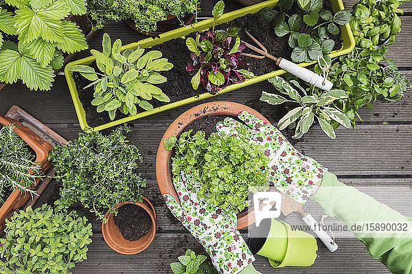 Hands of woman planting various culinary herbs and vegetables