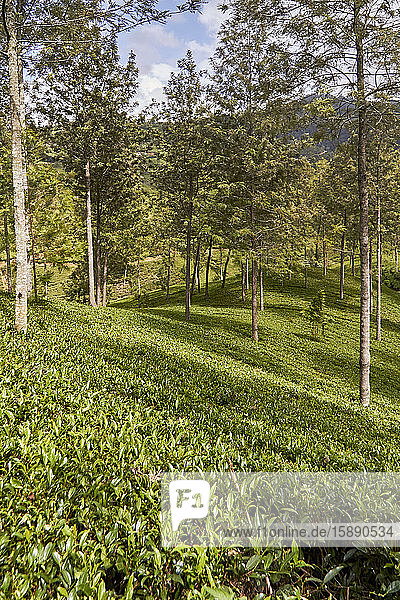 Sri Lanka  Zentralprovinz  Kandy  Grüner Tee-Plantage