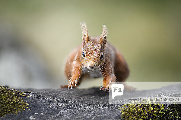 UK  Schottland  Porträt eines im Freien stehenden roten Eichhörnchens (Sciurus vulgaris)