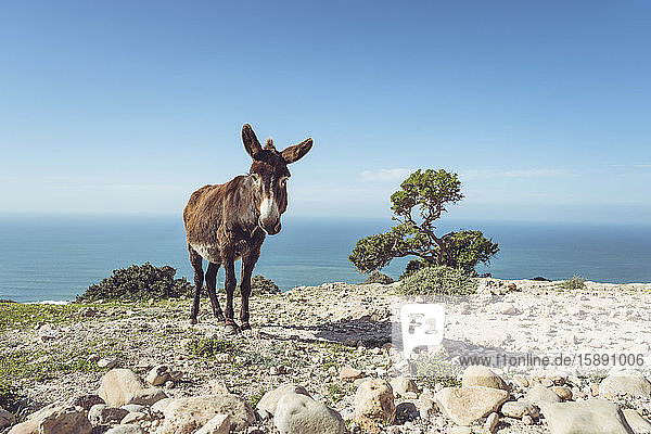 Esel auf einer Klippe gegen den Horizont stehend  Provinz Essaouira  Marokko