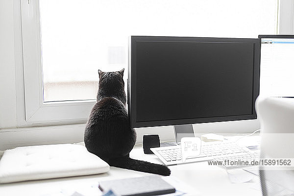 Rückenansicht einer schwarzen Katze  die zu Hause auf dem Schreibtisch sitzt und aus dem Fenster schaut