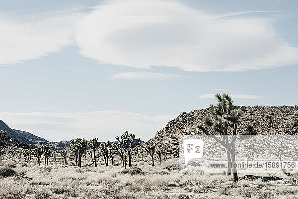 Blick auf den Nationalpark  Joshua Tree  USA
