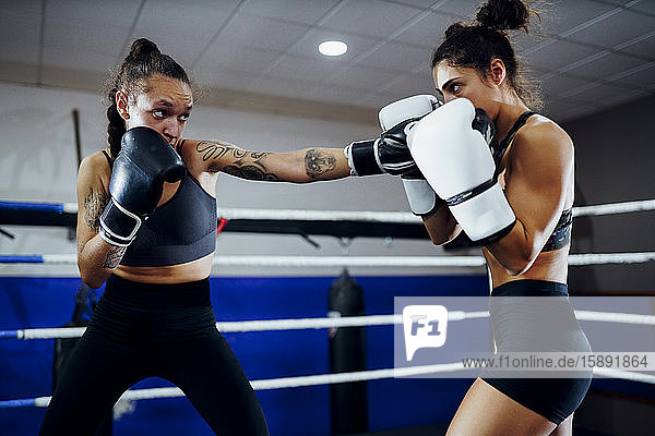 Boxerinnen beim Sparring im Ring eines Boxclubs