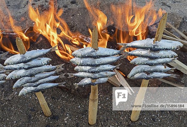 Skewers or espetos of sardines roasting on an open fire. Typical dish on the Spanish Mediterranean.