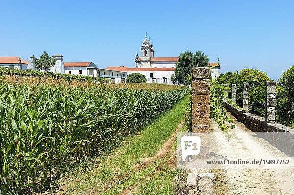 St. Martin of Tibaes Monastery, Corn field, Braga, Minho, Portugal.