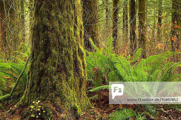 Forest at Jones Creek Campground  Tillamook State Forest  Oregon.