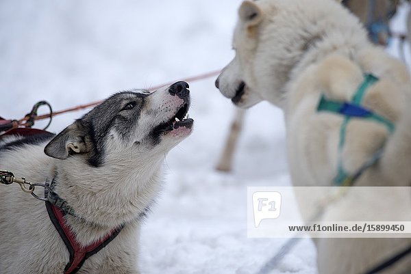 Siberian Husky (Canis familiaris) portrait sled dog challenge France.