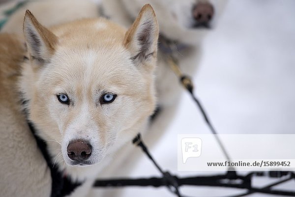 Siberian Husky (Canis familiaris) portrait sled dog France.