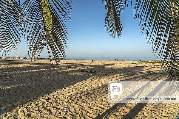 Kokospalmen am Strand von Cape Point  Bakau  Gambia  Westafrika | palm fringed Cape Point beach  Bakau  Gambia  West Africa .