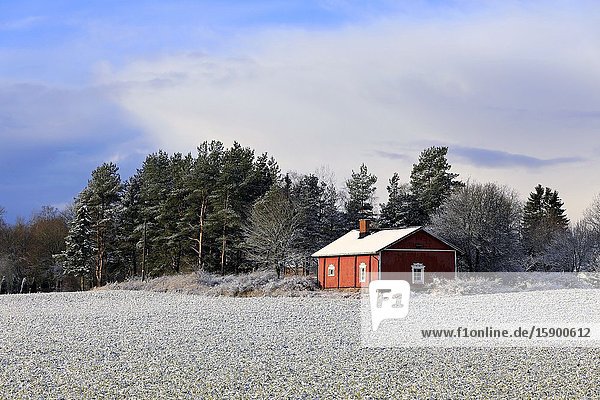 Small red country house by a lightly snow-covered field on a beautiful day of early winter  with some clouds on the sky. Salo  Finland. Nov 30  2019..