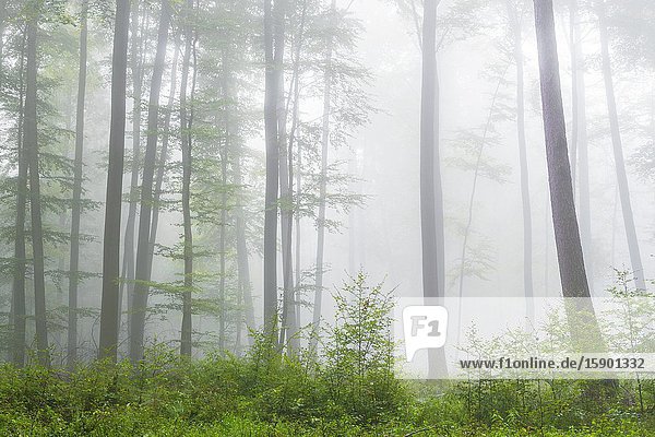 Beech forest on misty morning  Autumn  Nature Park  Spessart  Bavaria  Germany  Europe.