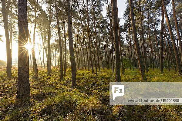 Pine Forest on misty morning at sunrise  Hesse  Germany  Europe.