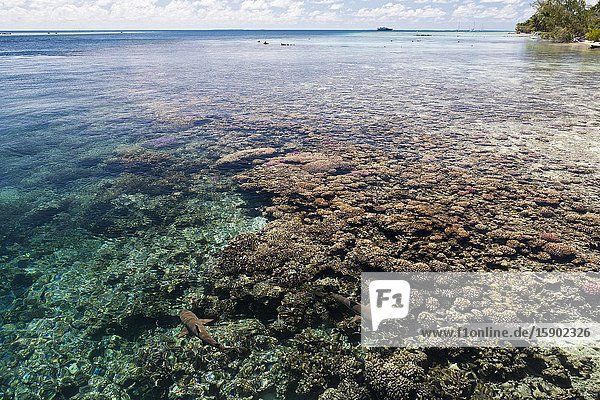 Reef Shark in Lagoon of Tetamanu Village  Fakarava  Tuamotu Archipel  French Polynesia.