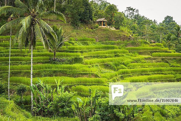 Rice fields at Tegallalang Rice Terrace Bali Indonesia.