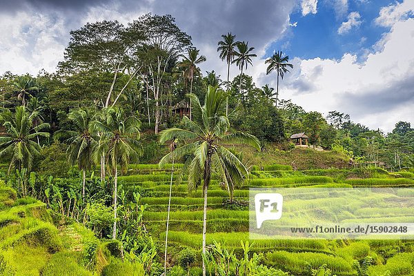 Rice fields at Tegallalang Rice Terrace Bali Indonesia.
