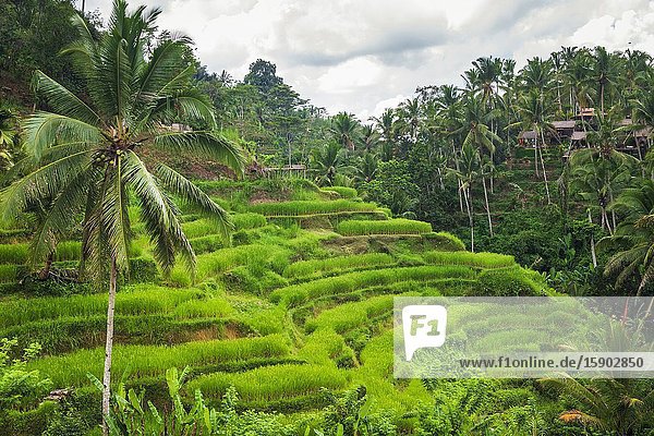 Rice fields at Tegallalang Rice Terrace Bali Indonesia.
