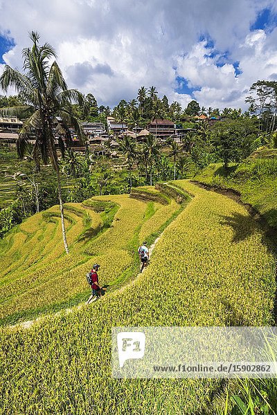 Rice fields at Tegallalang Rice Terrace Bali Indonesia.