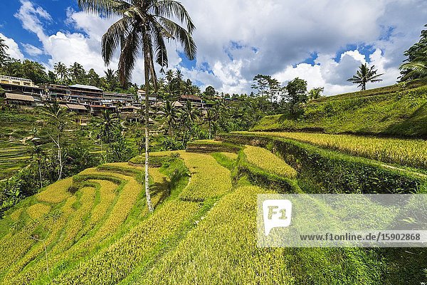 Rice fields at Tegallalang Rice Terrace Bali Indonesia.