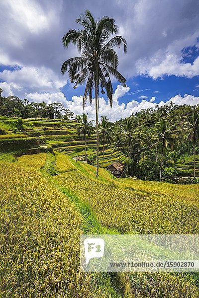 Rice fields at Tegallalang Rice Terrace Bali Indonesia.