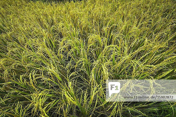 Rice detail Tegallalang Rice Terrace Bali Indonesia.